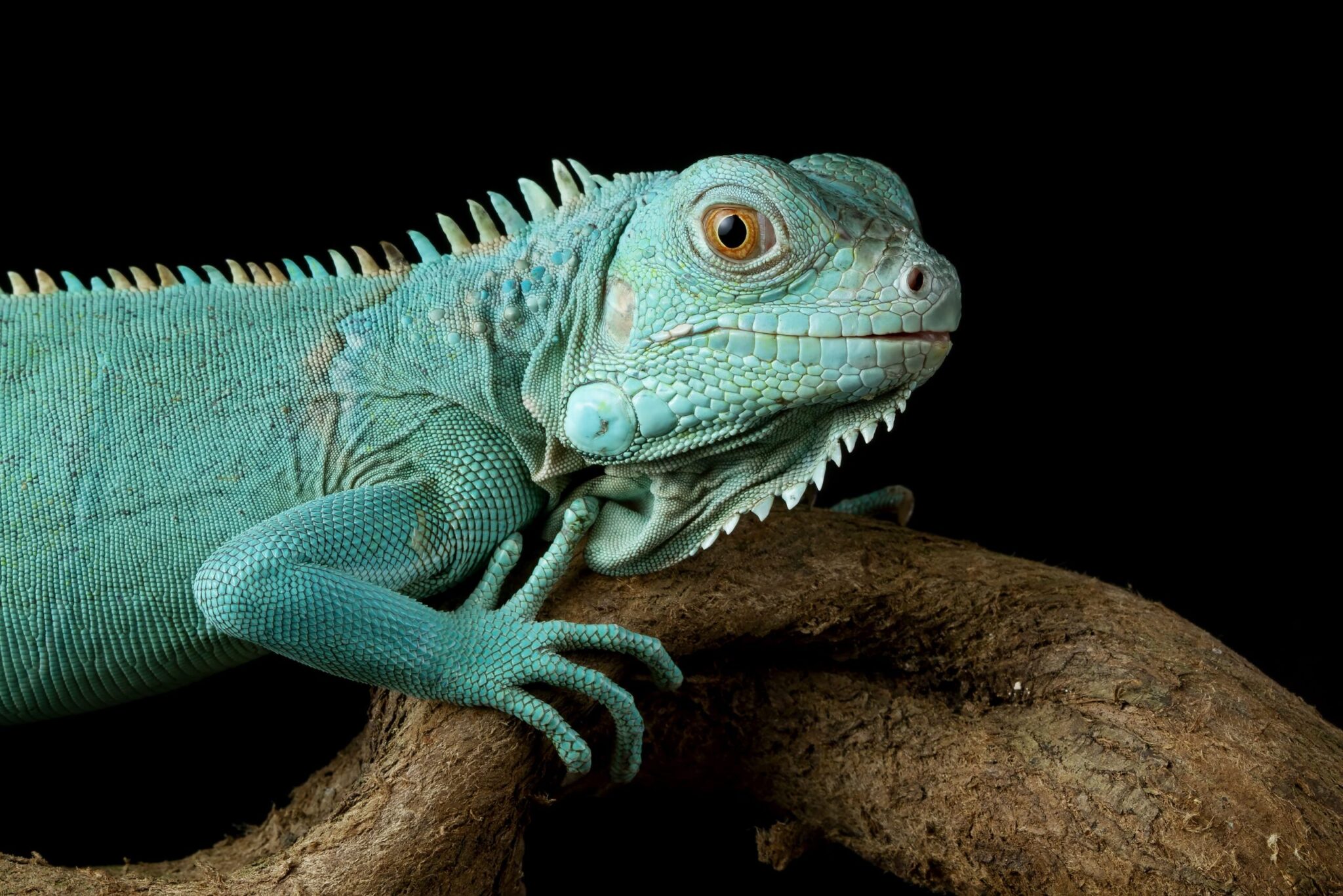 11 especies de animales azules - faunateca.com