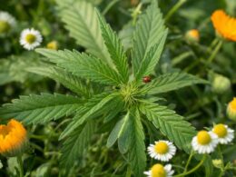 Insectos beneficiosos en el cultivo de cannabis: cuáles son y cómo atraerlos de forma natural