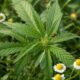 Insectos beneficiosos en el cultivo de cannabis: cuáles son y cómo atraerlos de forma natural