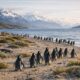Pingüinos en Chile: especies, dónde verlas y normas para observarlas desde un crucero